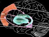 Computational Neuropharmacology Schizophrenia: Symptoms &