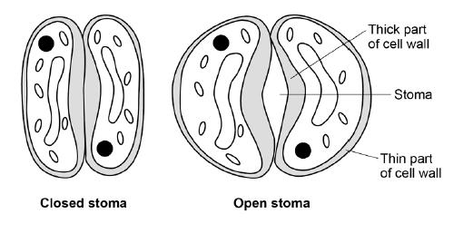 (e) The diagram below shows two guard cells surrounding a closed stoma and two guard cells surrounding an open stoma.