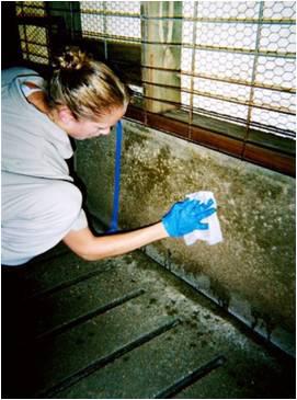 » If sampling on a substrate that is relatively clean and dry, then enlarge the sampling area to increase the chances of finding any virus present. 5. Put the Swiffer or 4x4 gauze back into the bag.