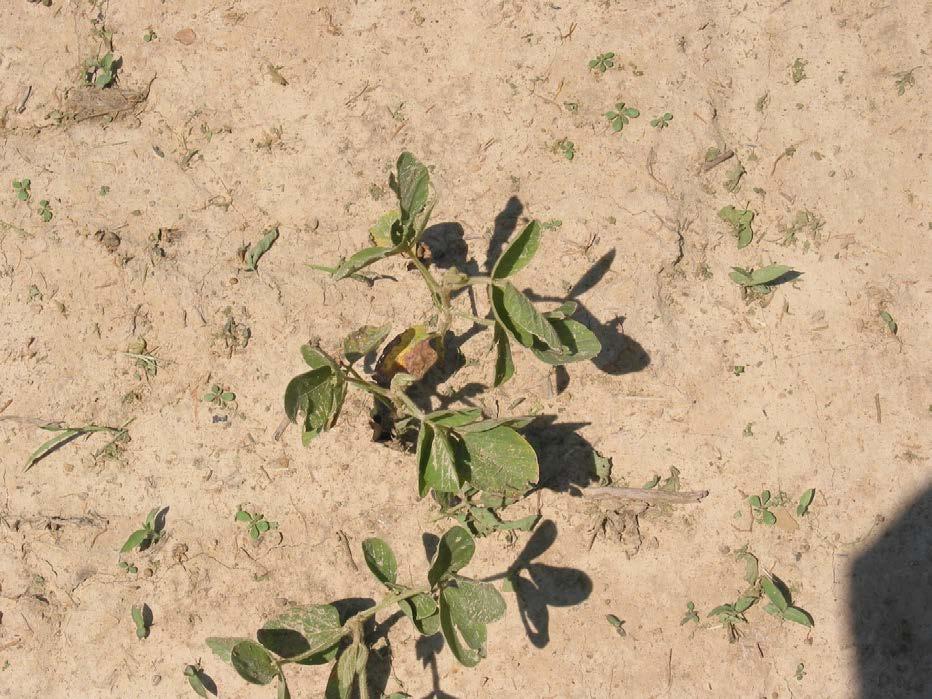 P Deficiency in Soybean Stunted growth Dark green color
