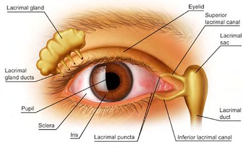 Schematic diagram of the human eye OPHTHALMIC WORKUP A.