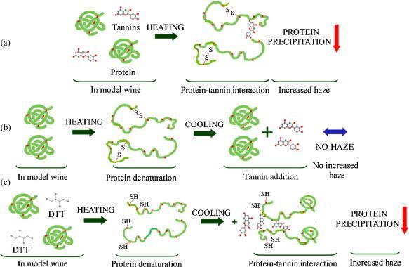 Illustration of protein precipitation by tannins
