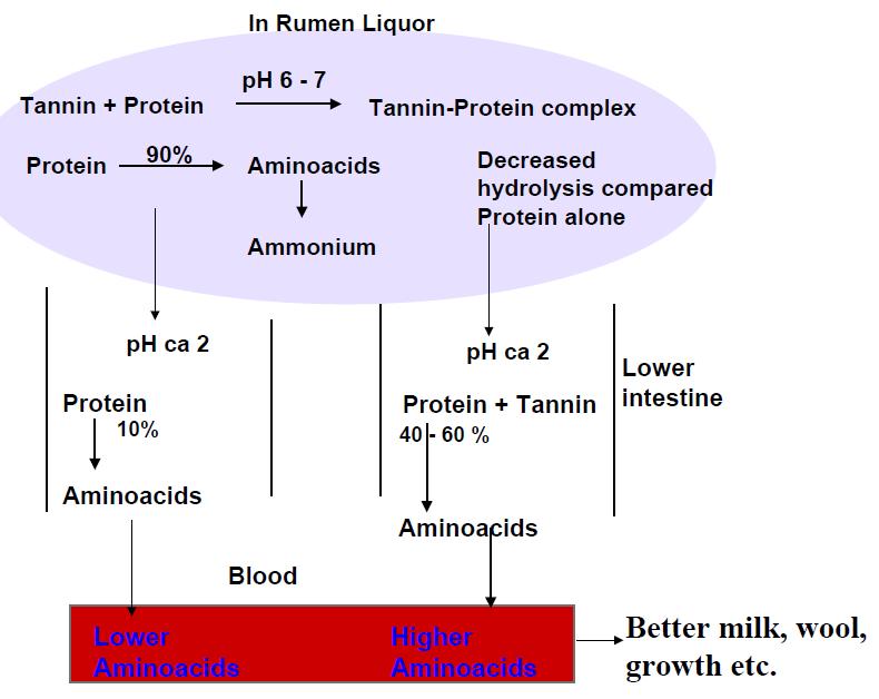 Protection of protein
