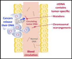 Circulating Tumor DNA Cancer Management With cell death, DNA is released into
