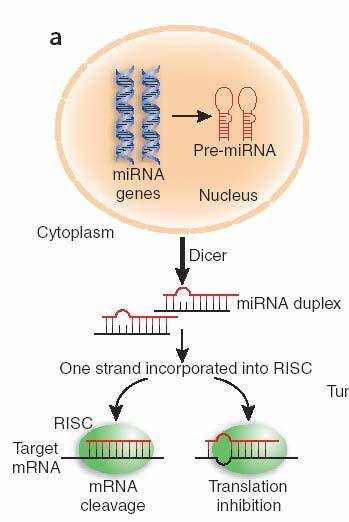 mirnas Small non-coding RNAs 18-25 nucleotides Approx.