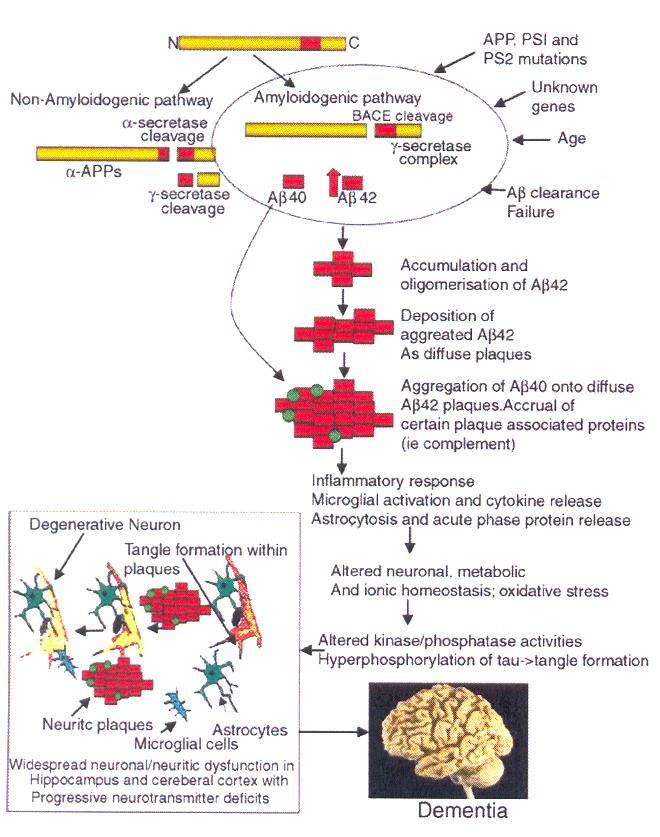 MODELS OF AD FOCUSED ON AMYLOID THEORY & USED TO SELECT AGENTS TO TEST HYPOTHESIS