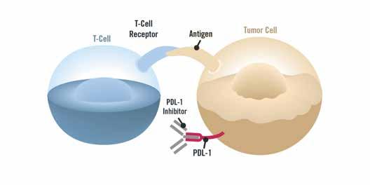 Immunotherapy What are immunotherapy treatments and how are they different from targeted therapies?