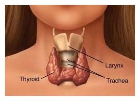 Clinical Applications As many of you know, I recently attended a seminar on Mastering the Thyroid by Apex Energetics.