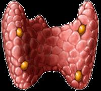 Every Cell in the body has receptor sites for thyroid hormone. Thyroid hormones are responsible for the most basic and fundamental aspect of physiology, the basal metabolic rate.