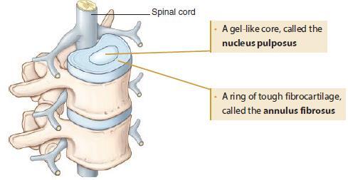 Intervertebral Disc In between each vertebra is an intervertebral disc. Designed to support weight and absorb shock, the intervertebral disc consists of two parts: Sternum has three regions 1.