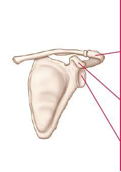 Pectoral Girdle Also called the shoulder girdle, the pectoral girdle supports the arm.