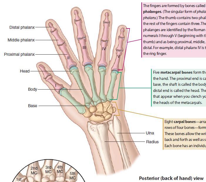 Hand The hand consists of the wrist, palm, and fingers. The fingers are formed by bones called phalanges. (The singular form of phalanges is phalanx.