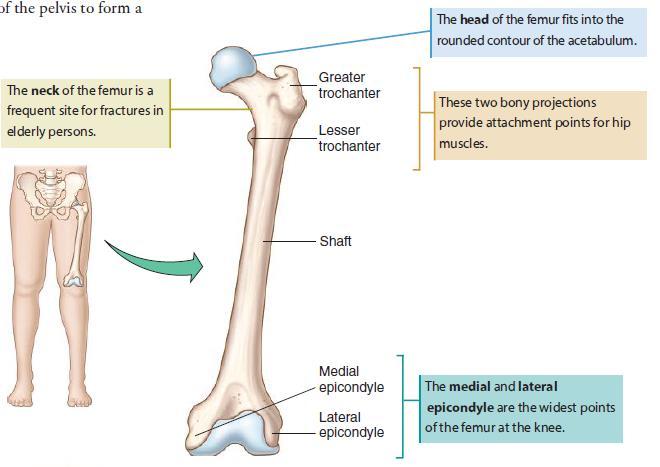 Lower Limb The bones of the lower limb which consist of the femur (thigh bone), patella (kneecap), tibia and fibula (bones of the lower leg), and foot join with the pelvis to give the body a stable
