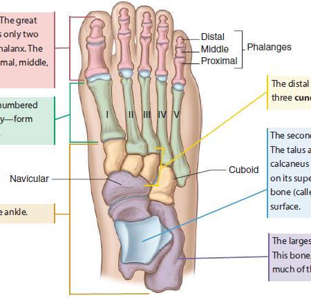 Foot and Ankle The bones of the foot and ankle are arranged similarly to those of the hand.