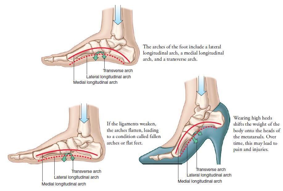 Arches of the Foot Strong ligaments hold the foot bones together in a way that forms arches in the foot.