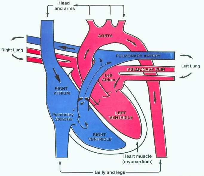 Heart contractions are regulated by two systems: the autonomic nervous system and the nodal system.