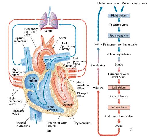 or pacemaker) controls the contractions of the atrium (atria contract simultaneously) and sends a signal to the AV node which causes the ventricles to contract when the atria are beginning to relax.