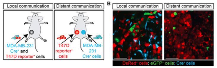 In Vivo Imaging Reveals Extracellular Vesicle-Mediated Phenocopying of Metastatic Behavior Zomer A, Cell 2015, 161, 1046 1057 Extra-cellular vesicles released by malignant tumor cells taken up by