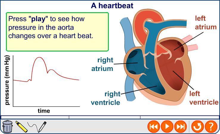 Pressure during a heartbeat