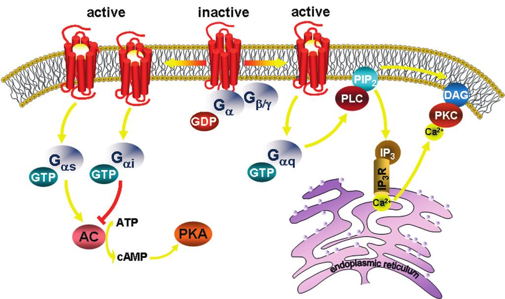 Introduction continued Figure 1: Schematic representation of GPCR signaling. Most GPCRs transmit extracellular signals via heterotrimeric G proteins, consisting of a G a subunit and a G b/ complex.