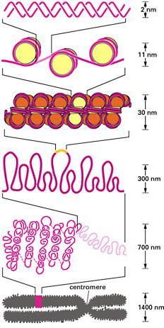 Interphase dividing cell replicates DNA must separate DNA copies correctly to 2 daughter cells