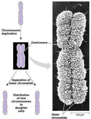 homologous homologous single-stranded sister chromatids double-stranded homologous