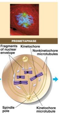rometaphase spindle fibers attach to centromeres creating kinetochores