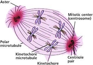 mitochondria oles move farther apart polar microtubules lengthen Separation of chromatids In