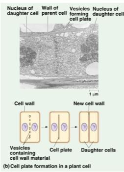 Golgi vesicles fuse to form 2 cell membranes new cell