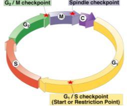 have been completed correctly single-stranded double-stranded Checkpoint control system 3 major checkpoints: G1/S can DNA synthesis begin?