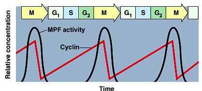 Cyclins & Cdks 1970s-80s 2001 Interaction of Cdk s & different cyclins triggers the stages of the cell cycle G 2 / M checkpoint