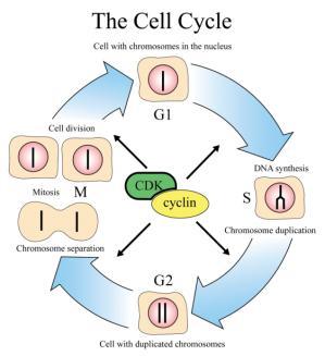 checkpoint Cdk / G 1 cyclin Active Inactive Growth factors Nutritional state of cell Size of cell Cyclin & Cyclin-dependent kinases