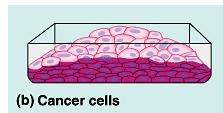 Cycle» forces cell into G0 resting stage Enforcer» keeps cell in G1 arrest» causes apoptosis of damaged cell cancers have to shut down p53 activity NORMAL p53 Step 1 DNA damage is caused by heat,