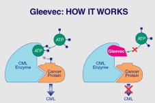 cells Gleevec treatment for adult leukemia (CML) & stomach cancer (GIST)