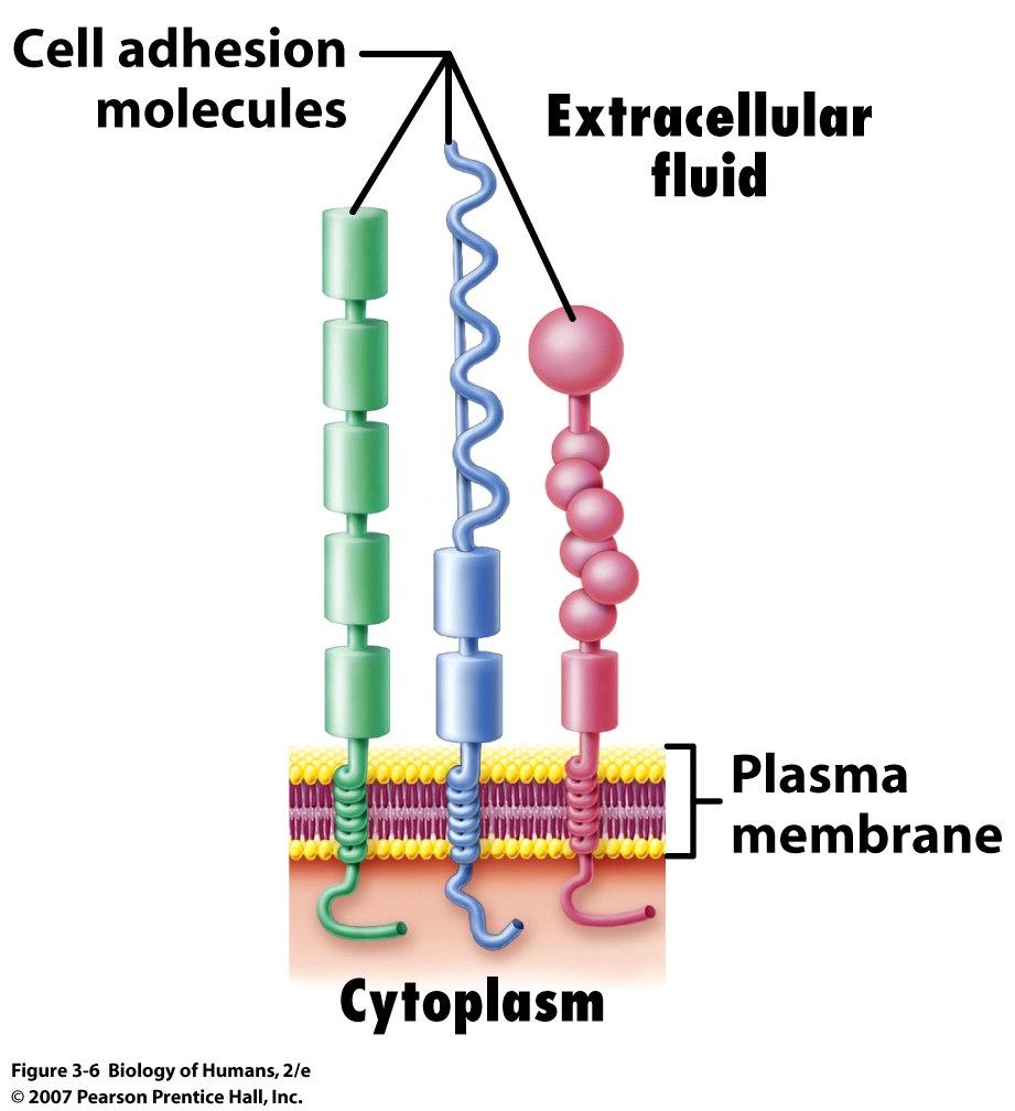 carbohydrates Fluid mosaic Membrane Proteins Anchoring proteins CAMs = cell adhesion