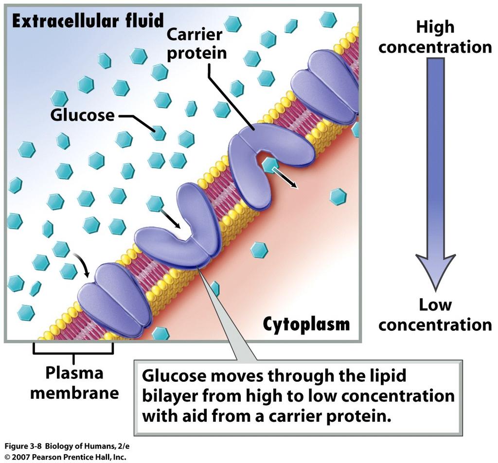 Facilitated diffusion Pass through protein channels (pores) (not