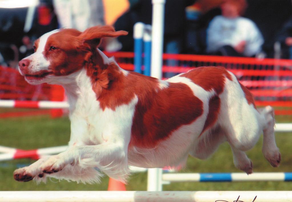 Focus on Canine Sports Medicine Cranial Cruciate Ligament Injury in Agility Dogs Part 1 By Sherman O. Canapp, Jr.