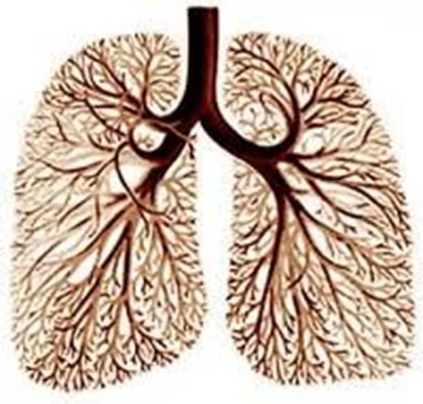 SURFACE AREA OF THE LUNGS IS 80 TIMES GREATER THAN