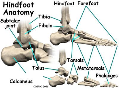 This guide will help you understand what parts make up the foot how the foot works Important Structures The important structures of the foot can be divided into several categories.