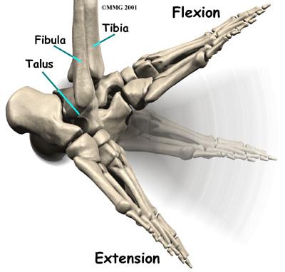 The two bones of the lower leg, the large tibia and the smaller fibula, come together at the ankle joint to form a very stable structure known as a mortise and tenon joint.
