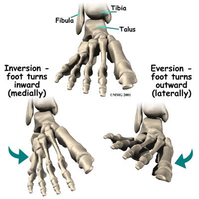 set of five bones called tarsal bones that work together as a group. These bones are unique in the way they fit together. There are multiple joints between the tarsal bones.