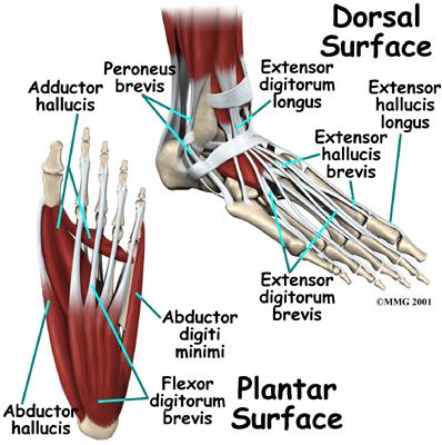 foot. This tendon helps support the arch and allows us to turn the foot inward.