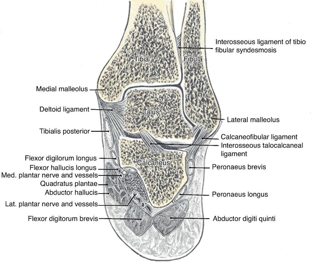 Interosseous ligament of the subtalar joint Interosseous talocalcaneal ligament lies in