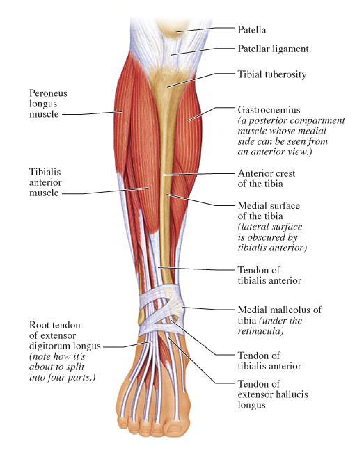 Muscles of the anterior shin Lateral to the tibia tibialis anterior, extensor digitorum longus, extensor hallucis longus, peroneus longus Tibialis anterior pulls the ankle up into dorsiflexion