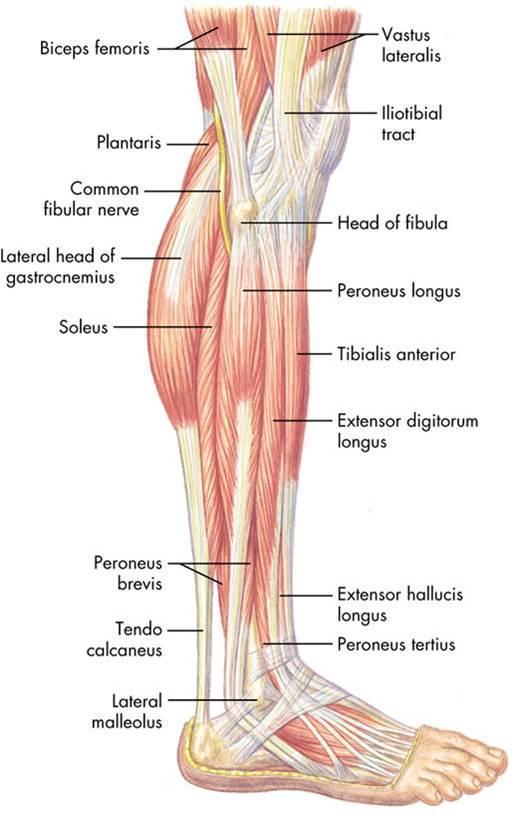 Muscles of the lateral aspect of the calf Peroneus longus and brevis are the main muscles to note Their tendons run under the lateral malleolus Peroneus longus passes under the sole of the foot to