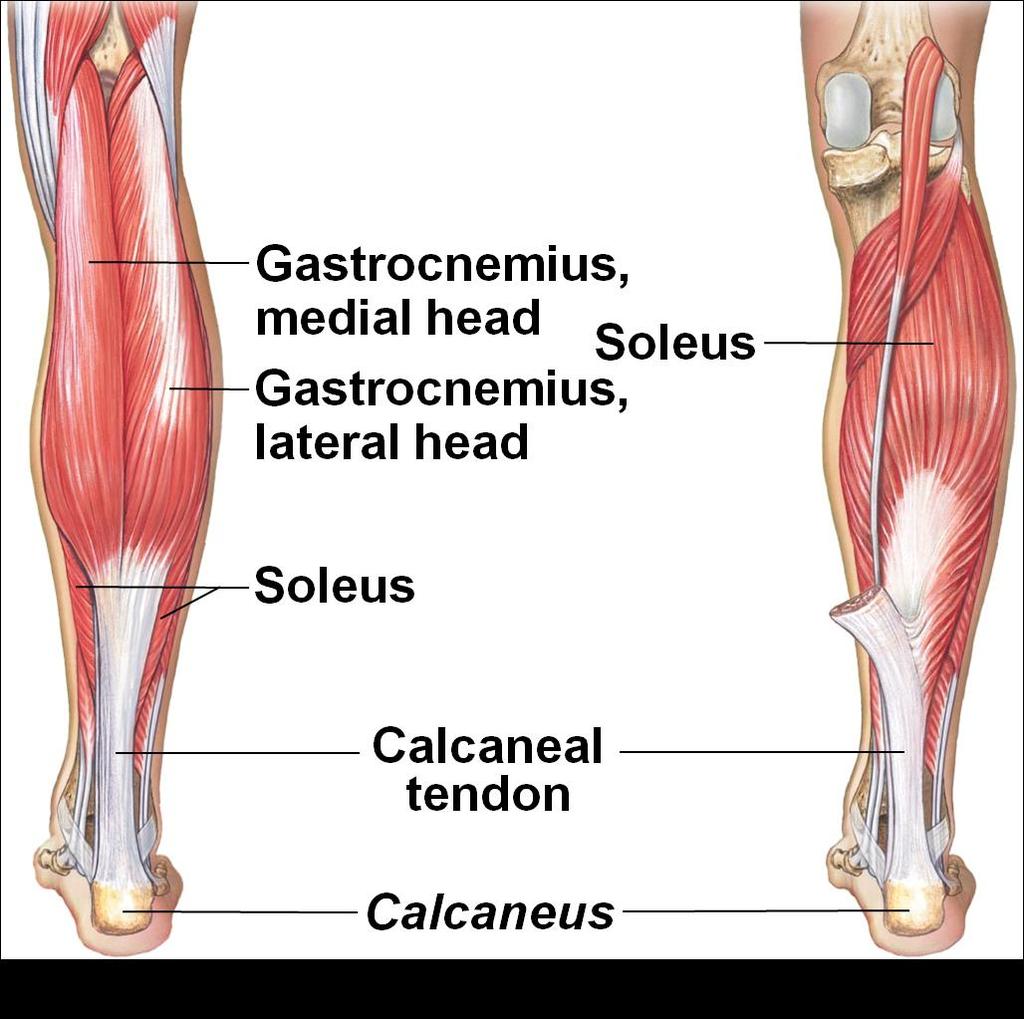 Muscles of the posterior calf Gastrocnemius is the most superficial muscle It has a medial and lateral head arising from the medial and lateral femoral condyles The muscle bellies insert into an