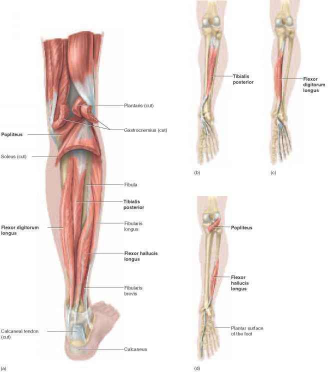 Deep posterior muscles of the calf Middle tibialis posterior arises from the interosseous membrane between the tibia and fibula, it also arises from the fibula In the lower calf it forms a tendon
