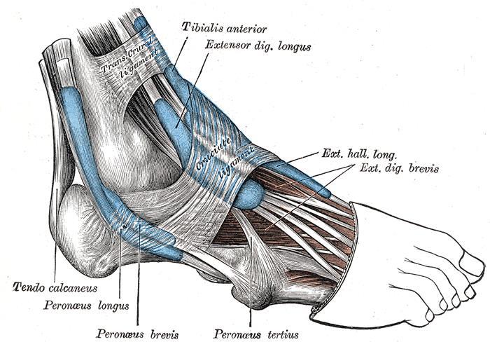 Synovial sheaths of the tendons The tendons are held down by bands of