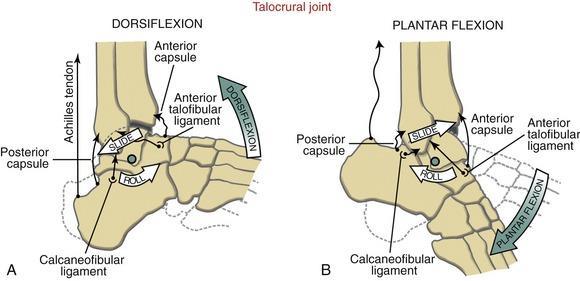 Movements at the Talocrural joint In dorsiflexion there is some slide and roll of the talus within the mortice of the tibia and fibula The anterior and middle fibres