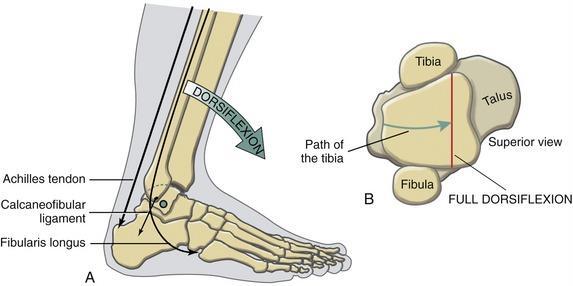 Movement of the tibia when lunging If you stand with the right foot forwards and perform a lunge movement the tibia moves over the surface of the talus as